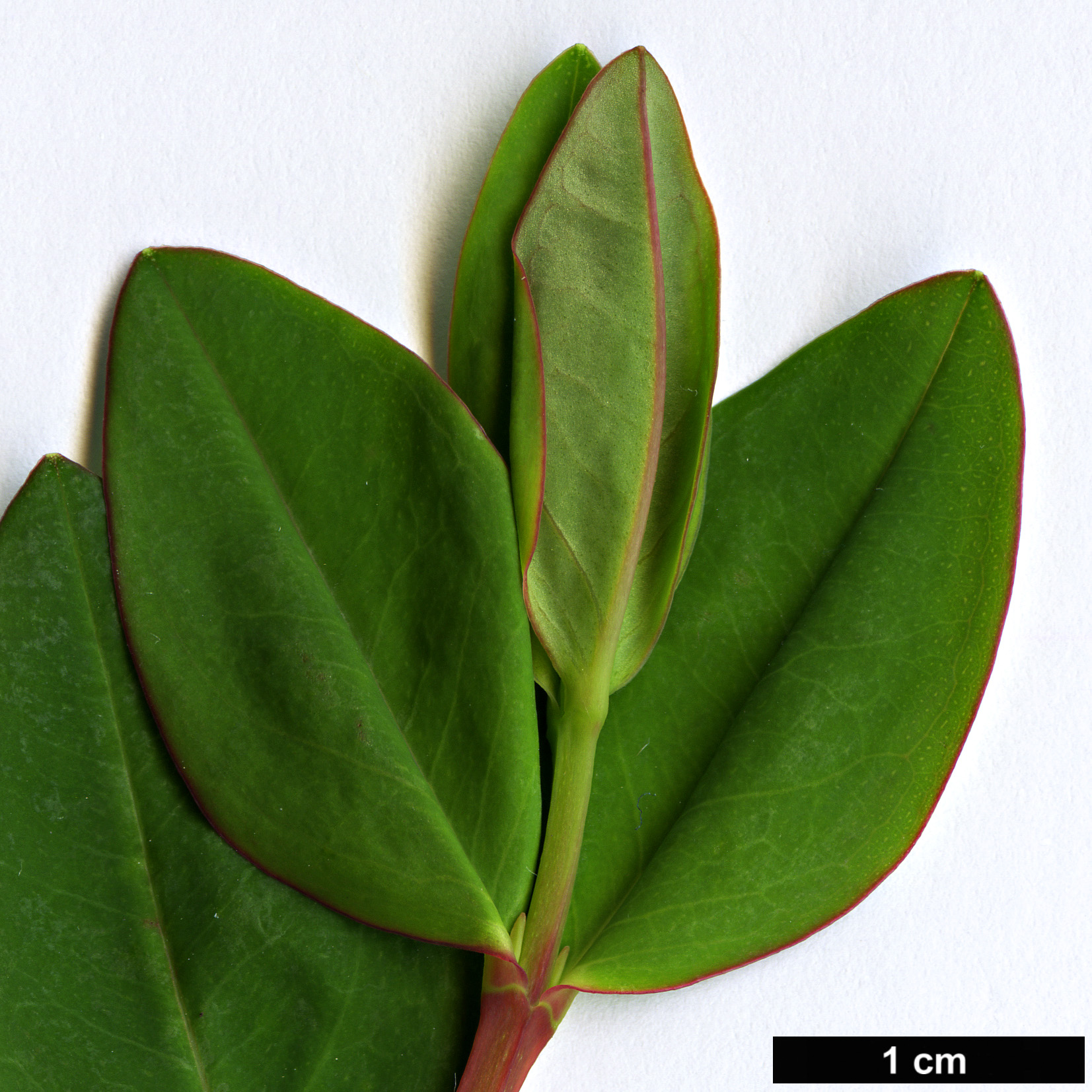 High resolution image: Family: Hypericaceae - Genus: Hypericum - Taxon: henryi - SpeciesSub: subsp. henryi